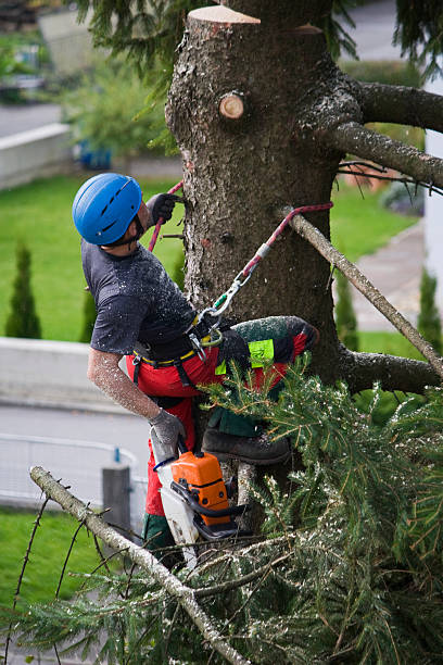 Reliable Palmyra, WI Tree Services Solutions