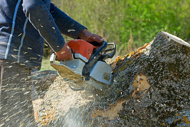 Why Choose Our Tree Removal Services in Palmyra, WI?